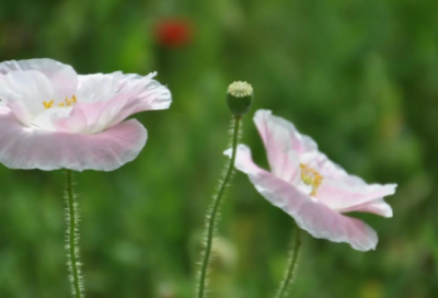 ​爱护花草树木的倡议书