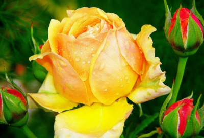 ​空乘自我介绍