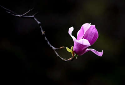 ​快乐寒假日记