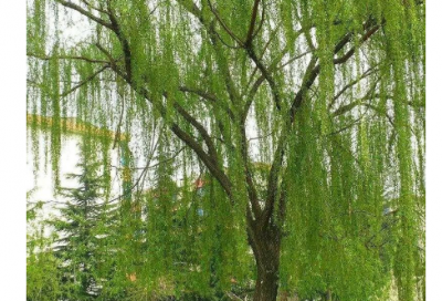 ​加入社团的自我介绍