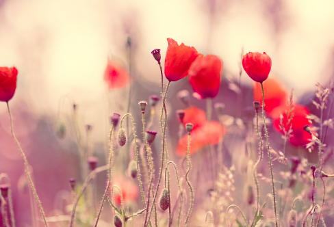 1715519304131014.png image.png