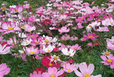 ​入股合作协议书