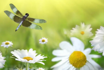 ​导游幽默的自我介绍