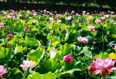 ​大学生模拟面试自我介绍