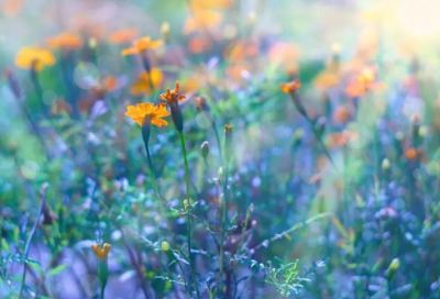 ​说明文作文600字