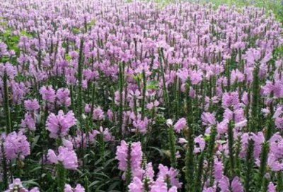 ​英语自我介绍