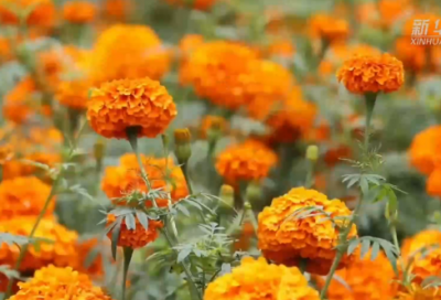 ​成长类中考满分作文