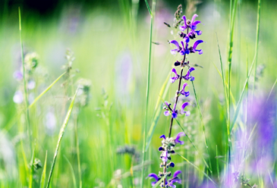 ​描写荷塘美景的诗句，荷舞秋风柳岸香