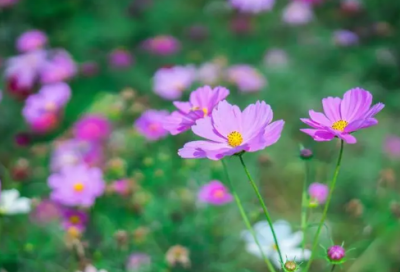 ​李白的送别诗有哪些