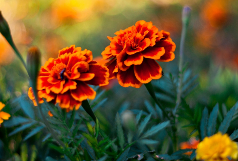 1719073090269809.png image.png