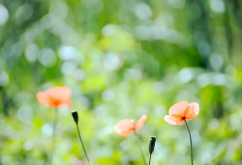 1719074927616215.png image.png