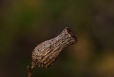 ​客中作的诗意