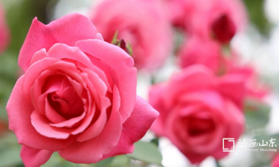 ​描写雨的优美诗句