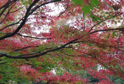 ​带文带超的网名