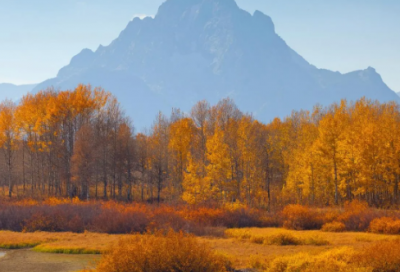 ​带叶好听的网名昵称