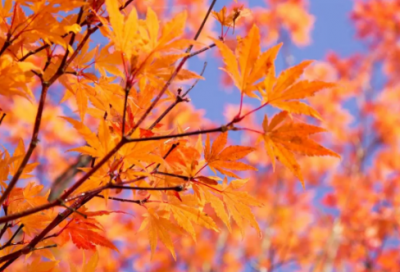 ​起个昵称带绅士的网名