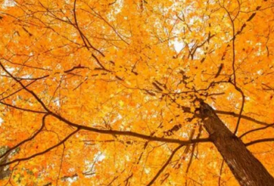 ​带波谐音的网名大全女