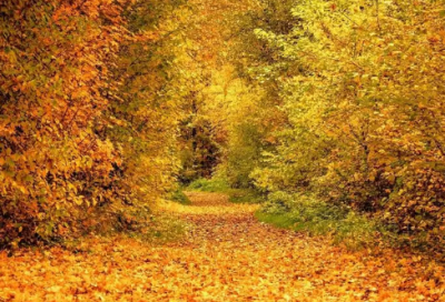 ​带宋金两字的网名