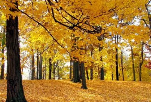 1720079008251520.png image.png