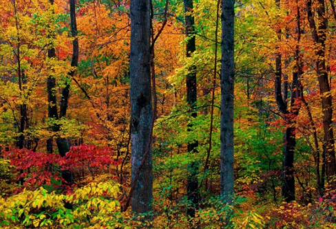 1720081535137026.png image.png