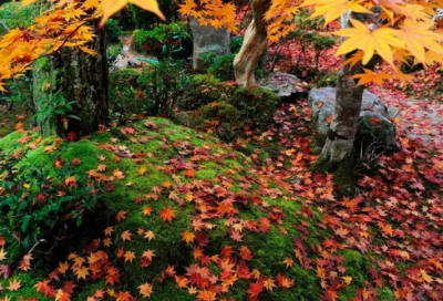 ​抖音名字带夏樱的网名