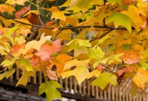 1720083388142435.png image.png