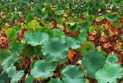 ​带月字和伤心的网名