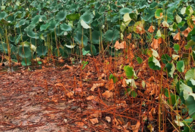 ​带云的2字网名