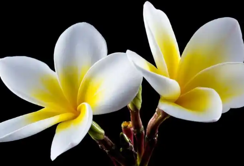 1732591979733003.png image.png